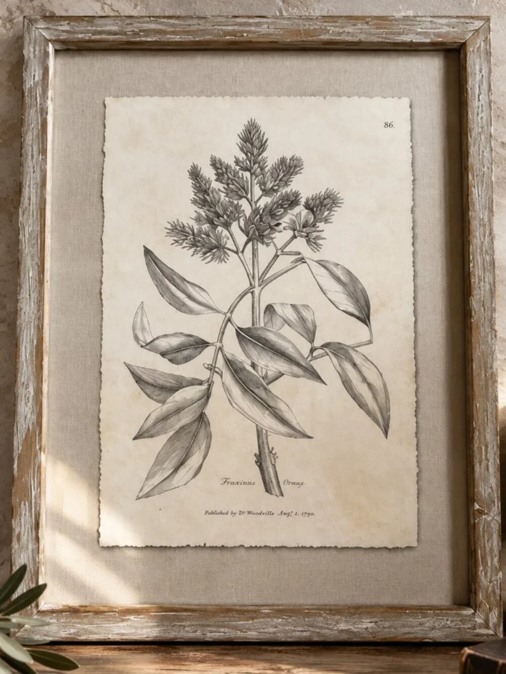 Vintage Framed Fraxinus Ornus Botanical Sepia Print Medical Botany Art